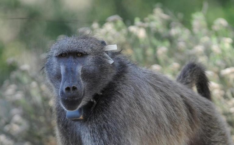 Baboon management plan under spotlight - False Bay Echo